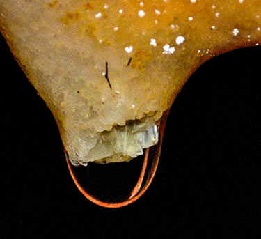 Galite Tunisia-Mabrouk Haoues