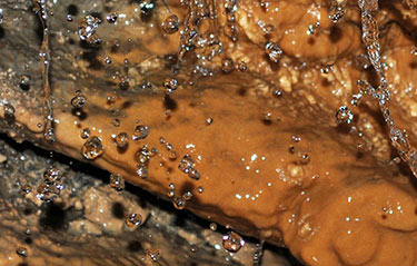 Galite Tunisia-Mabrouk Haoues