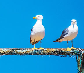 Kerkennah Islands Tunisia-Mabrouk Haoues | أرخبيل جزر قرقنة