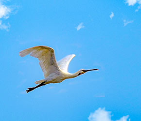 Kerkennah Islands Tunisia-Mabrouk Haoues | أرخبيل جزر قرقنة
