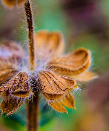 Macro-Nature-mabrouk-haoues