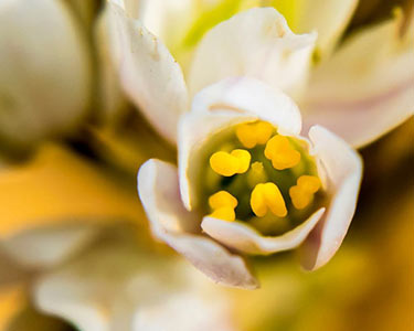 Macro-Nature-mabrouk-haoues