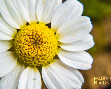 Macro-Nature-mabrouk-haoues