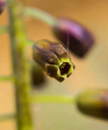 Macro-Nature-mabrouk-haoues